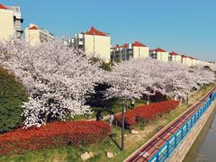 -高东镇樱花园