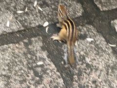 -五营红松林海景区