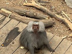 -大连森林动物园