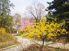-香山公园