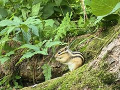 -五营红松林海景区
