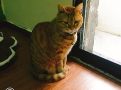 -李小姐の猫咖啡馆(五角场店)