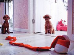 -多乐狗狗宠物训练工作室