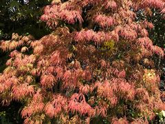 -南汇桃花村