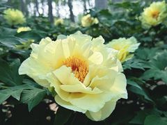 -仁和公园(顺义区)