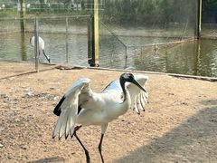 -盐城丹顶鹤湿地生态旅游区