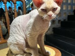 -自由生长植物工作室(深港花卉中心店)