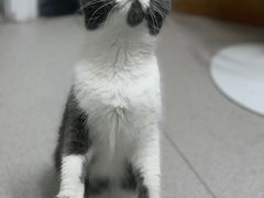 -我爱猫咪·猫咖·狗咖·安哥拉兔·羊驼咖(小寨华旗店)