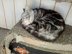-海边的猫和咖啡馆