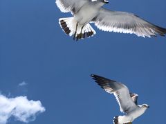 -海驴岛(荣成市)