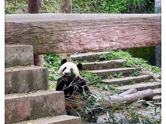 -中国大熊猫保护研究中心雅安碧峰峡基地