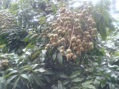 龙眼-东莞市可园博物馆