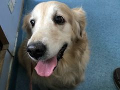 -北京赛佳动物医院