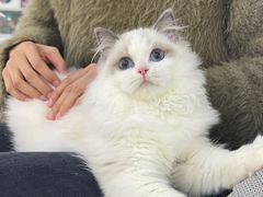 -lincat·猫舍(广州店)