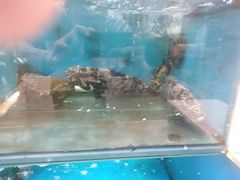 -小铜锣湾海鲜家常菜馆(河西店)