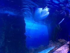 -迪拜水族馆及水下动物园
