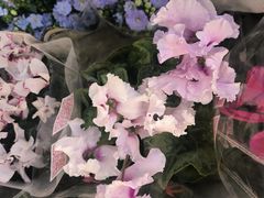 -双季花艺园艺市场(浦东店)
