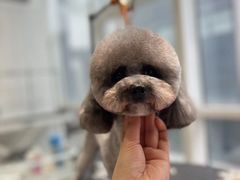 -爱宠屋pet shop·宠物洗澡·宠物美容