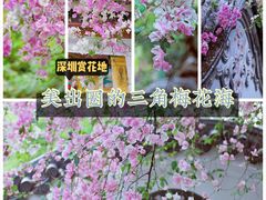 -深圳国际园林花卉博览园