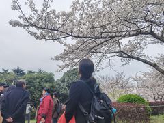 -武汉大学-樱园