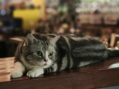 -咖法森林·咖啡  酒吧(天河店)