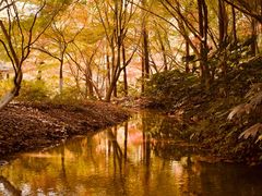 -上海共青森林公园