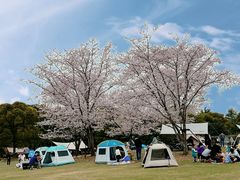 -上海滨江森林公园