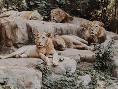 -广州长隆野生动物世界