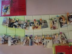 -Husky Go! 哈士奇体验馆·宠物咖啡厅狗咖