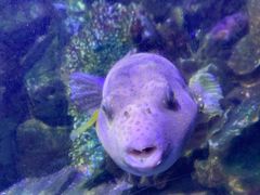 -太平洋海底世界