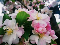 -海棠花溪(元大都城垣遗址公园)