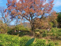 -塔川景区