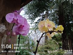 -南山植物园