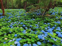 -临平公园(临平街道)