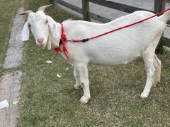 -前小桔亲子创意农场·草莓采摘·露营烧烤