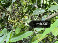 -西双版纳原始森林公园