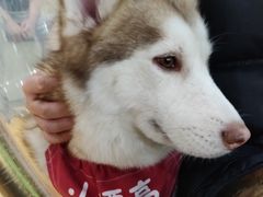 -Husky Go! 哈士奇体验馆·宠物咖啡厅狗咖