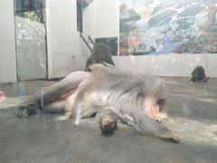 感觉像狒狒-西安秦岭野生动物园