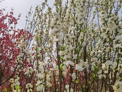 -南汇桃花村