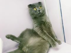 -喵的天空名猫咖啡馆·撸猫·猫舍·用品