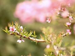 -海棠花溪(元大都城垣遗址公园)