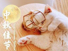 -猫的茶·猫咖