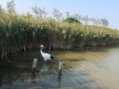 -盐城丹顶鹤湿地生态旅游区