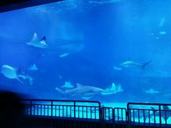 -烟台海昌鲸鲨海洋公园