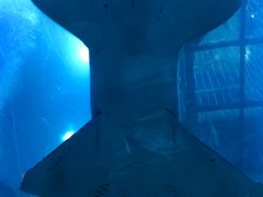 -迪拜水族馆及水下动物园