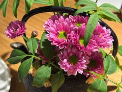 -初花·日本料理