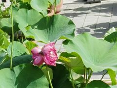 -莲花池公园