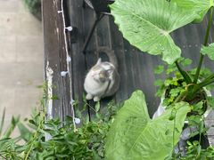 -嵊州特色小吃(萧山街店)