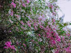 -深圳国际园林花卉博览园