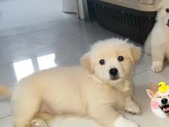 -瑞派宠物医院(搏威敦和院)